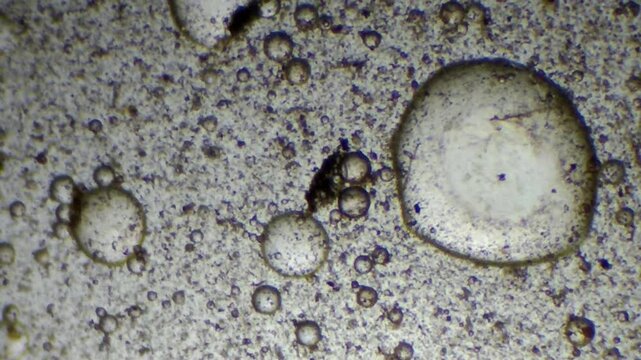 Microscopic view of a large prominent moisture bubble and scattered water droplets in contaminated ISO VG 46 oil
