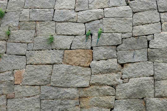 Two  parakeets perched on an ancient granite stone wall in Hampi, India
