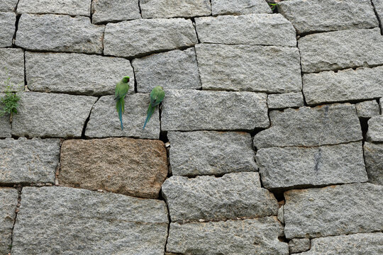Two  parakeets perched on an ancient granite stone wall in Hampi, India