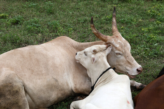 Calf resting beside its mother cow in a grassy field, capturing a peaceful moment of maternal affection, companionship and rural livestock life
