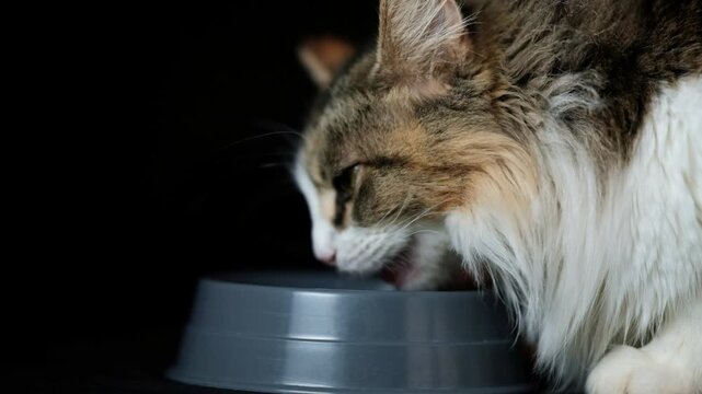 Long haired cat eating and licking its lips against a black backdrop