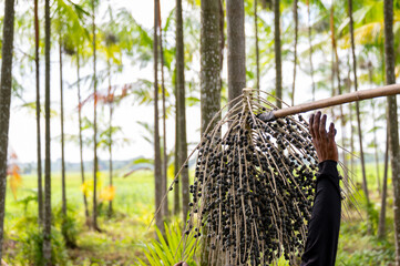 Action shot of farmer hand guiding fresh organic acai berries on a pole during the acai berry harvest in a tropical palm plantation. © เลิศลักษณ์ ทิพชัย