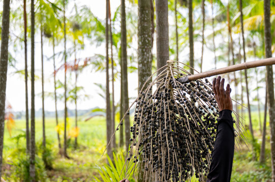 Action shot of farmer hand guiding fresh organic acai berries on a pole during the acai berry harvest in a tropical palm plantation.