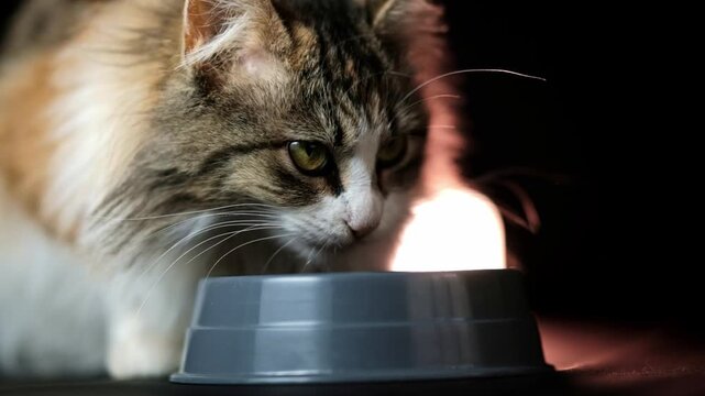 Cute cat eating her food from a plastic bowl and looking up and around