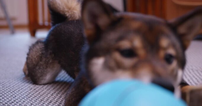 Close view of shiba inu play blue ball toy captures calm eyes soft fur and cozy home mood for pet portrait lifestyle and animal care content