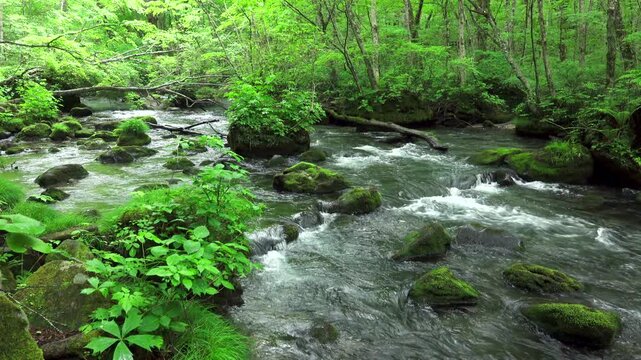 新緑の奥入瀬渓流　三乱の流れ