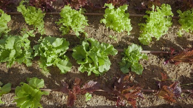 Green and purple lettuce vegetables ripe and ready to pick and eat farm to table. Sustainable lifestyle in backyard garden or community garden with volunteers helping grow plants healthy raw food diet