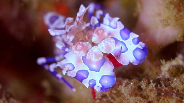 Striking 4K macro footage of a colorful harlequin shrimp moving across the seabed in Lembeh Strait, Indonesia. High-quality underwater b-roll of rare marine life.