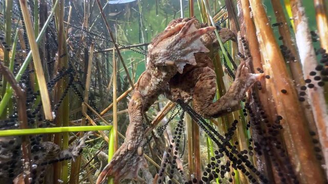Egg strings of common toads (Bufo bufo) during the breeding season.