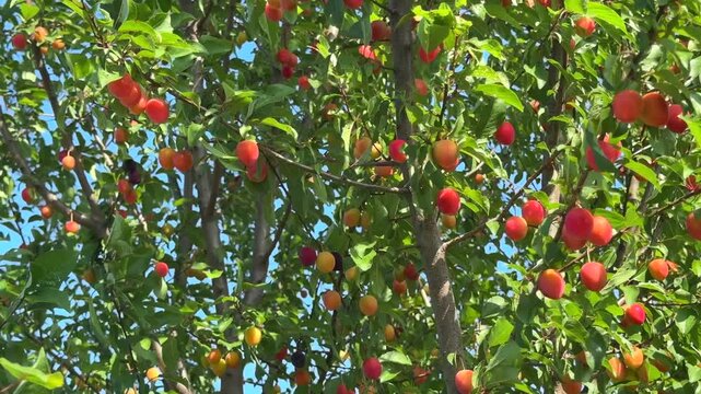 Fruit tree in summer with ripening cherry plums (Prunus cerasifera)