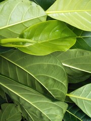Fototapeta premium green leaves background