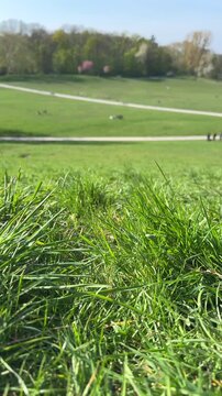 Vertical video of grass close up in public park