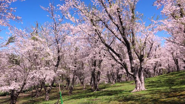 戸田記念墓地公園と桜