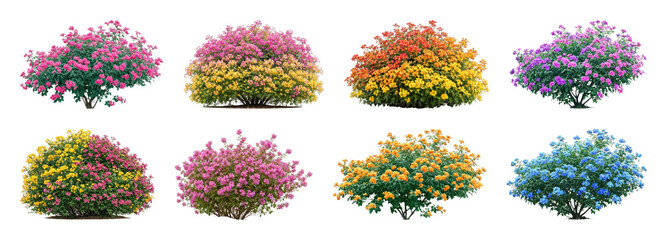 Obraz premium PNG Colorful lantana flower bushes in vibrant garden display, transparent background