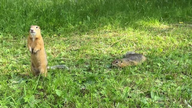 A wild ground squirrel stands alertly upright on its hind legs in the short grass. 4K footage
