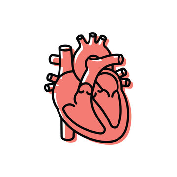 Human anatomical heart vector icon in MBE style isolated on white background