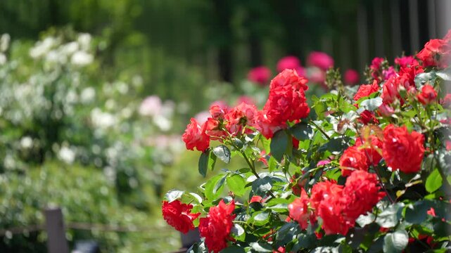 Beautiful roses blooming in the French-style garden at Hongo Kyusuijo Park in Tokyo,
