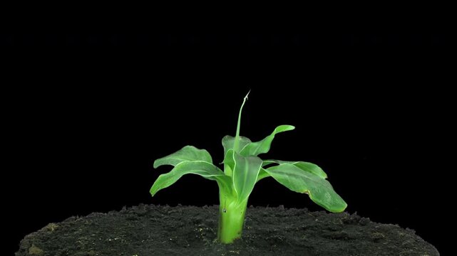 Time lapse of growing banana in a pot isolated on black background
