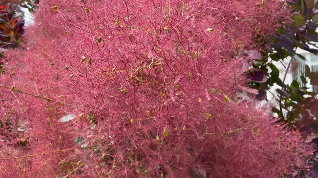 The delicate, feathery pink plumes of a smoke bush (Cotinus coggygria) swaying gently in the breeze.
