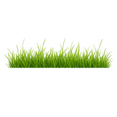 Fototapeta premium green grass on white background