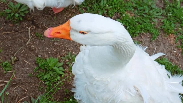 A white goose with an orange beak honks loudly with its mouth wide open against a dirt and grass background. Close-up of a goose's head. High quality 4K footage.