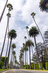 Fototapeta premium Tall palm trees and winding road in Beverly Hills