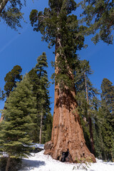 Fototapeta premium Giant sequoia tree with path in forest winter snow landscape