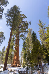 Fototapeta premium Giant sequoia tree with path in forest winter snow landscape