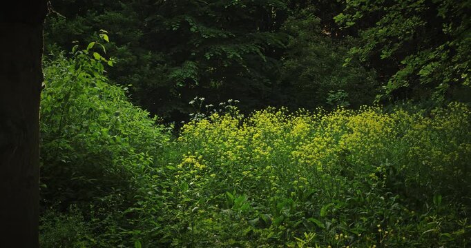 Lush Yellow Wildflowers Blooming Near Dark Green Forest Edge