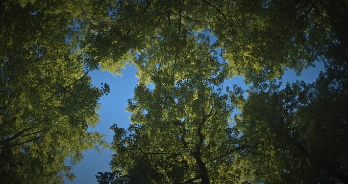 Looking up at lush green tree canopy against blue sky in spring