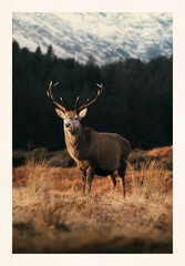 Obraz premium Majestic stag in serene mountain landscape poster design