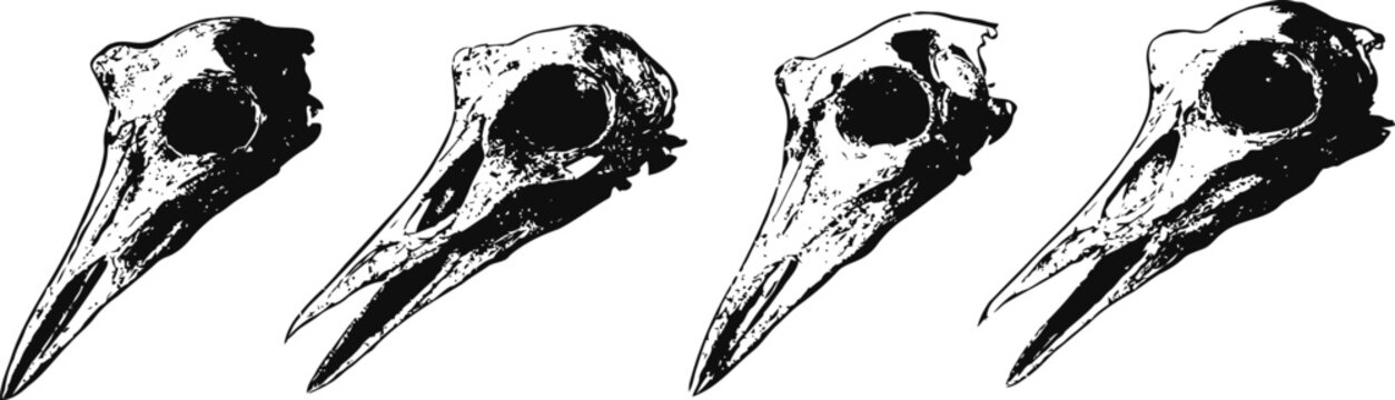 set of four detailed bird skull illustrations showing varied angles and shading