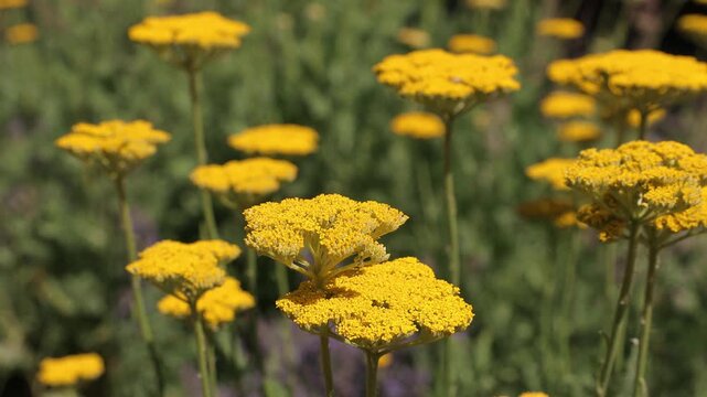 Horizontal video showing bright yellow Achillea millefolium, commonly known as yarrow, flowering in a sunny garden border. Soft background blur and natural outdoor environment. Static camera.