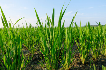 Obraz premium Rice Seedlings Close-Up in Yangzhou, Jiangsu, China (Shot on July 15)