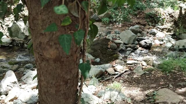 A scenic view of a fresh river flowing through a rocky stream bed in the Troodos mountains, framed by a prominent tree trunk wrapped in green ivy leaves.