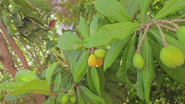 Close-up of fresh green and ripening yellow loquat fruits (Eriobotrya japonica) growing on a branch surrounded by lush green leaves. Perfect for agriculture and nature concepts.