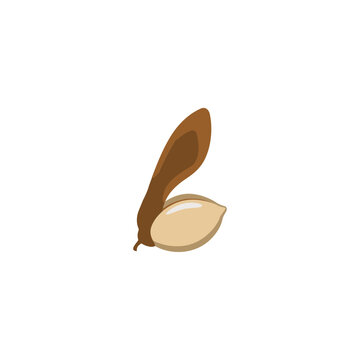 A single winged maple seed, samara, isolated on a white background, botanical of tree seeds, nature concept for seasonal projects