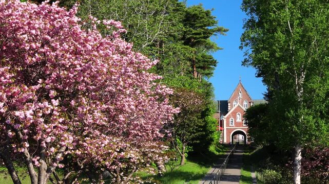 トラピスト修道院と桜