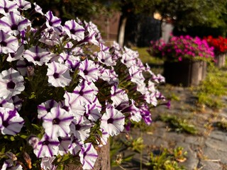 Obraz premium close up view of striped petunia petals in bloom