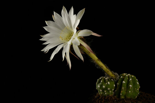cactus, Echinopsis oxygona, hedgehog cactus, sea-urchin cactus, Easter lily cactus.