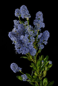 blue flowers of Ceanothus impressus ,  Santa Barbara ceanothus