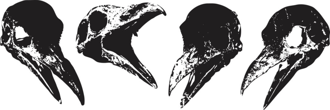 Four black and white bird skull illustrations in various angles