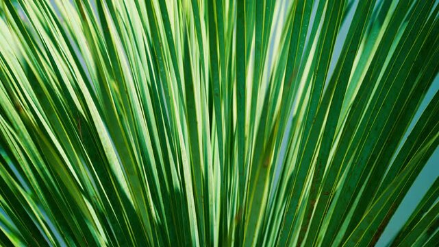 Green fan palm foliage moving in sunlight, exotic botanical texture and relaxing summer atmosphere, 4K