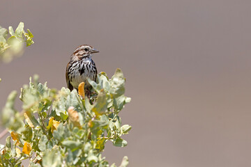 szarobrewka śpiewna (Melospiza melodia) © Grzegorz