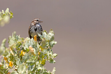 szarobrewka śpiewna (Melospiza melodia) © Grzegorz