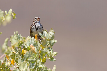 szarobrewka śpiewna (Melospiza melodia) © Grzegorz