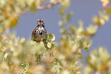 szarobrewka śpiewna (Melospiza melodia) © Grzegorz
