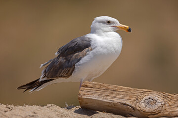 mewa zachodnia (Larus occidentalis) © Grzegorz