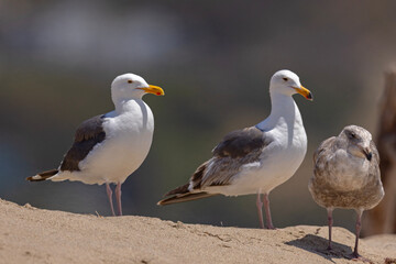 mewa zachodnia (Larus occidentalis) © Grzegorz