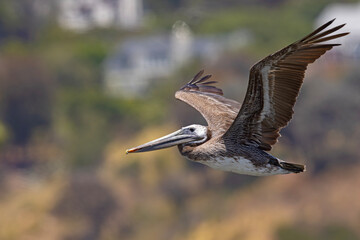 pelikan brunatny (Pelecanus occidentalis)  © Grzegorz